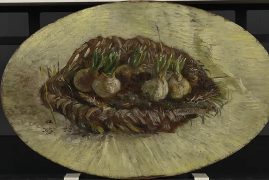 Basket of Hyacinth Bulbs