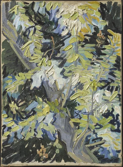 Blossoming Acacia Branches