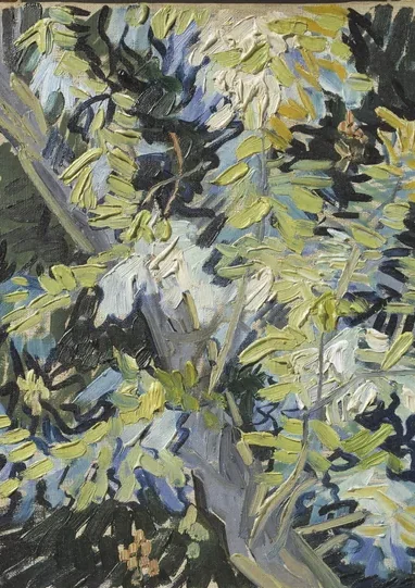 Blossoming Acacia Branches