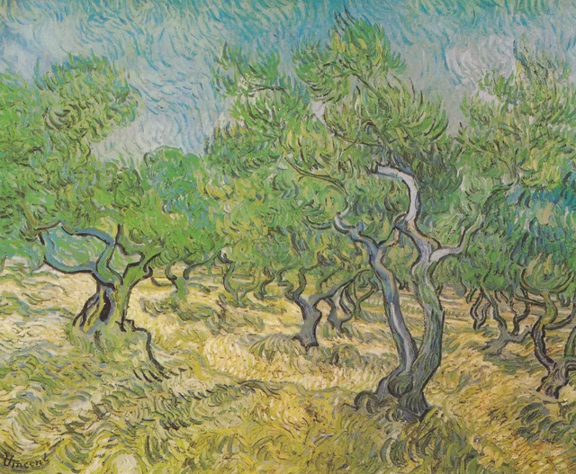 Campo de olivos