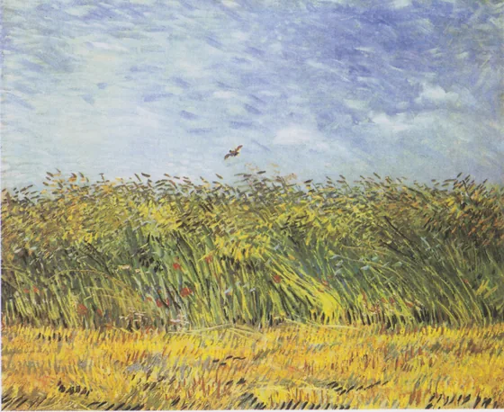 Champ de blé à l'alouette