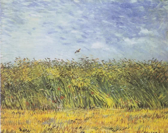 Champ de blé à l'alouette