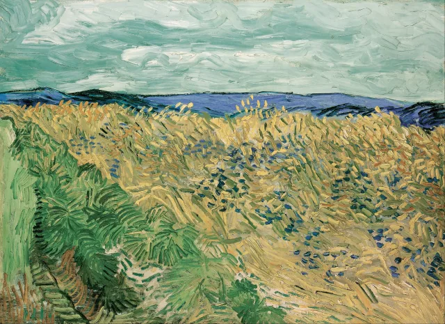 ヤグルマギクの麦畑