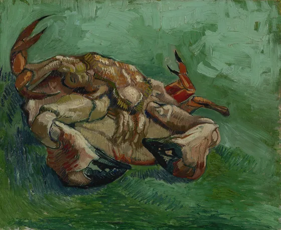 Crabe, couché sur le dos