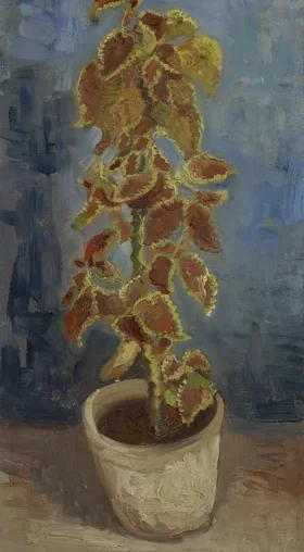 Flame Nettle in a Flowerpot