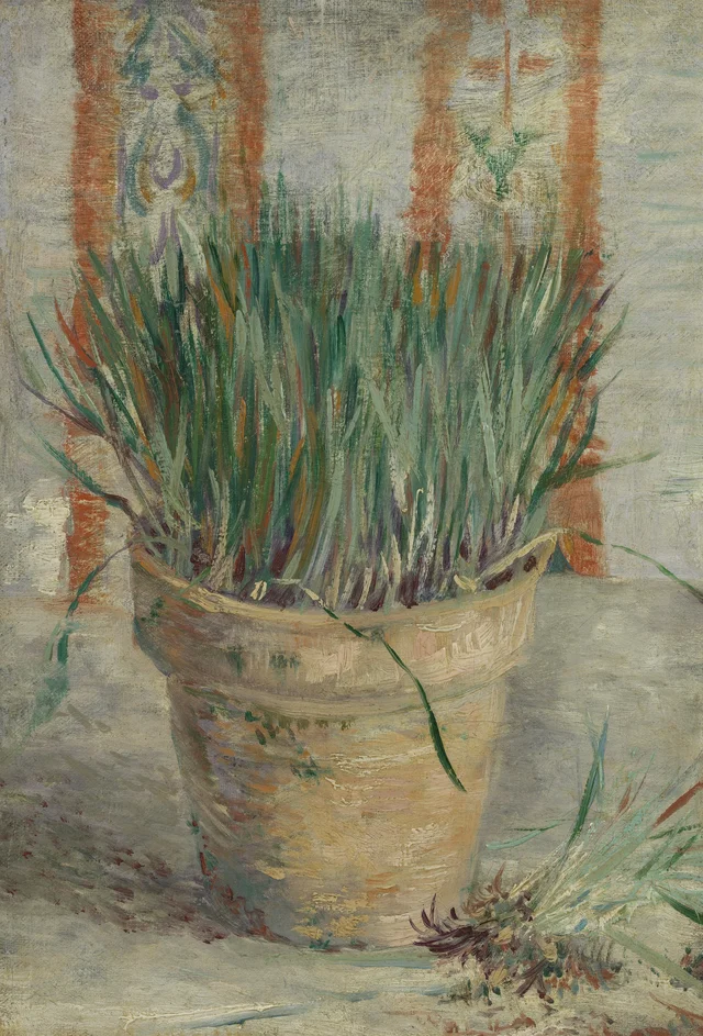 Maceta con cebollino