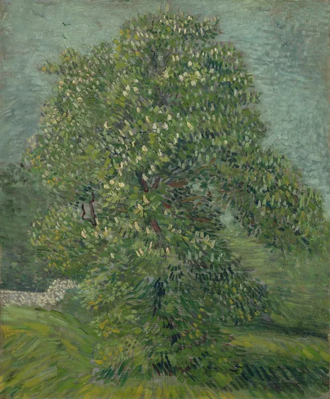 Horse Chestnut Tree in Blossom