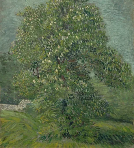 Horse Chestnut Tree in Blossom