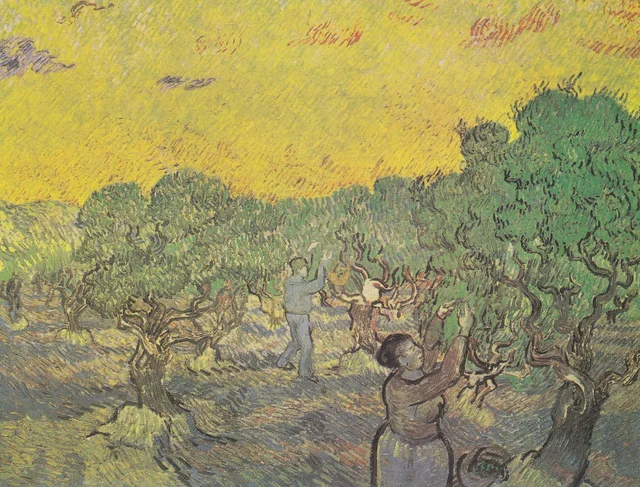 Olivar con recolectores
