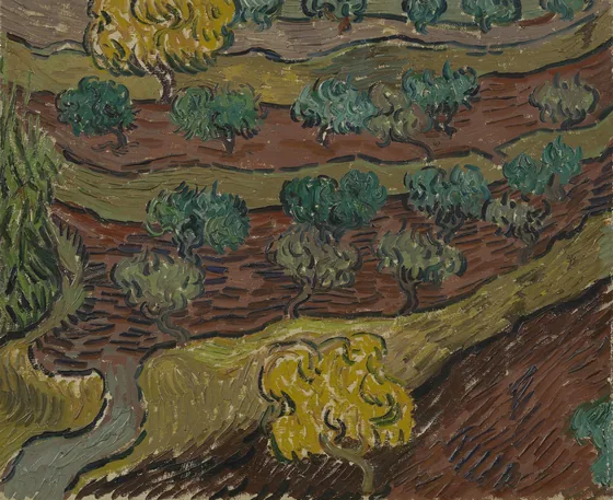 Olive Trees on a Hillside