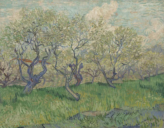 Orchard in Blossom