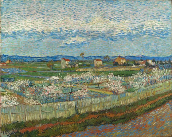 Pêchers en fleurs