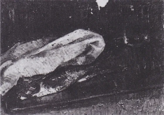 Still Life with Two Herrings, a Cloth and a Glass