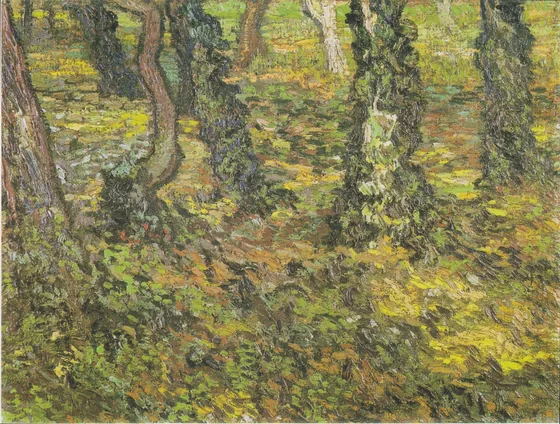 Tree Trunks with Ivy