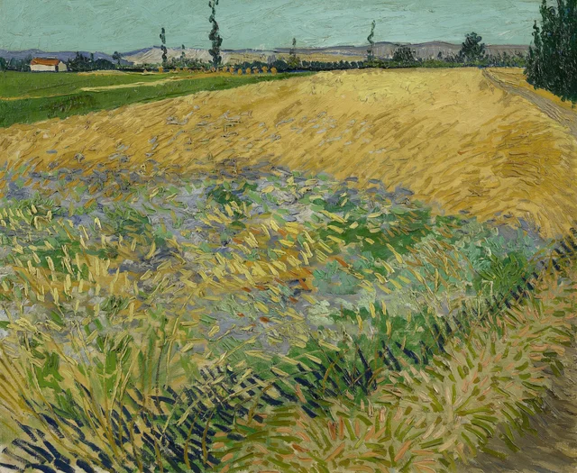 Campo de trigo