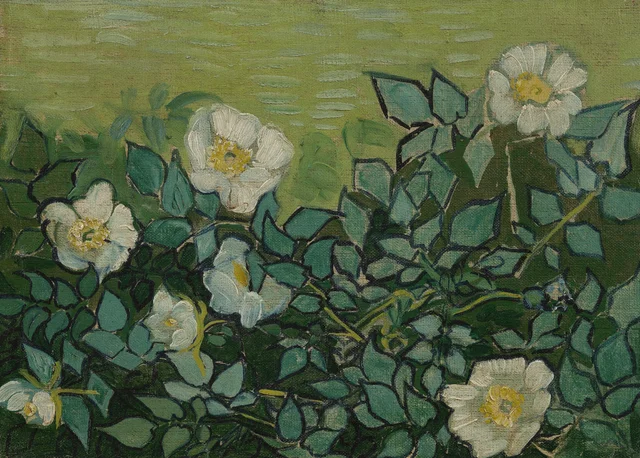 Rosas silvestres