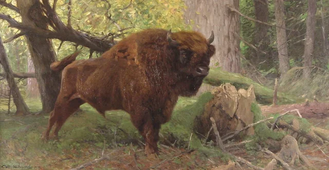 Bison d'Europe mâle dans la forêt de Białowieża, Pologne