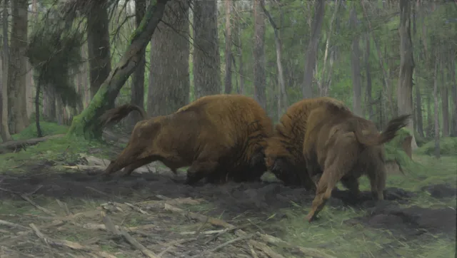 Wisent bulls fighting in the Białowieża Forest