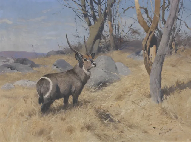 Waterbuck, Wilhelm Kuhnert
