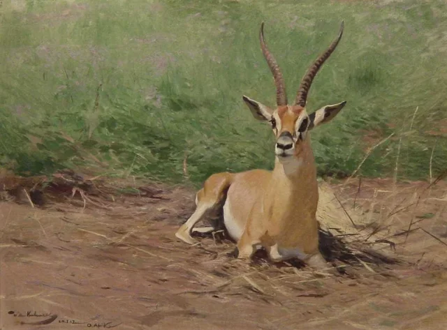 Gazelle de Grant au repos