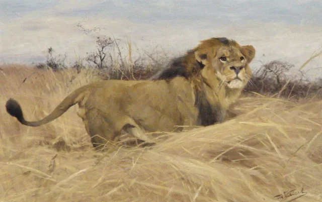 Lion
