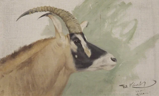 Head of a roan antelope