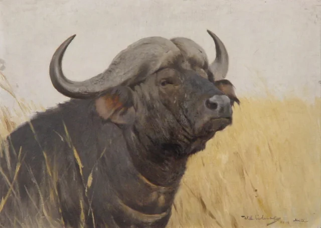 Head of an African buffalo, Wilhelm Kuhnert