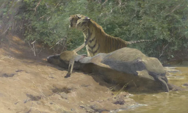 Bengal tiger with a slain Indian buffalo