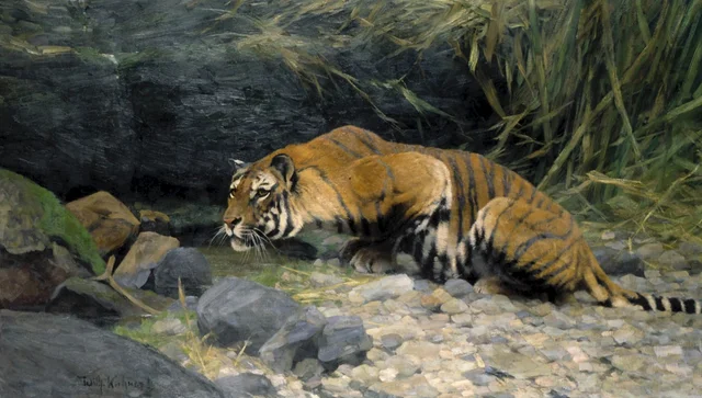 Bengal tiger at a spring