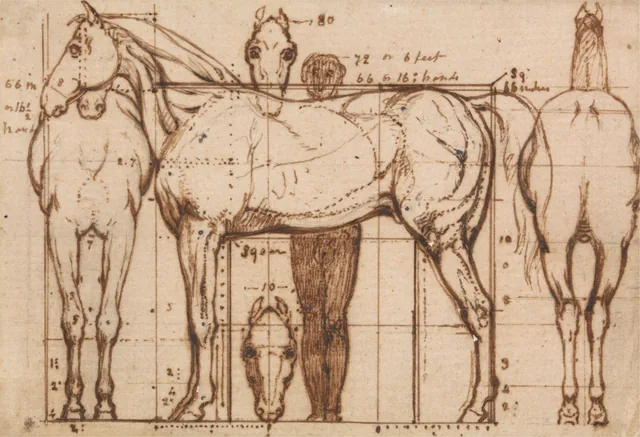 Estudo anatômico de um cavalo