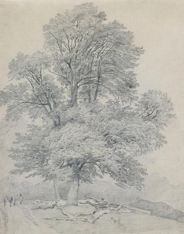 Un olmo de montaña en Hawley, Hampshire, William Mulready