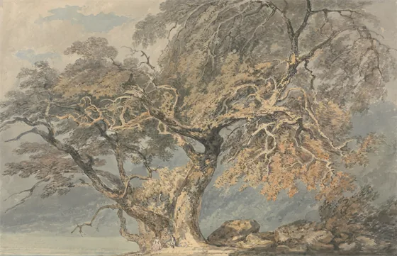 A Great Tree — J. M. W. Turner