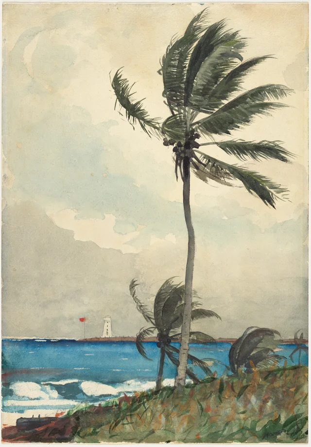 Palm Tree, Nassau