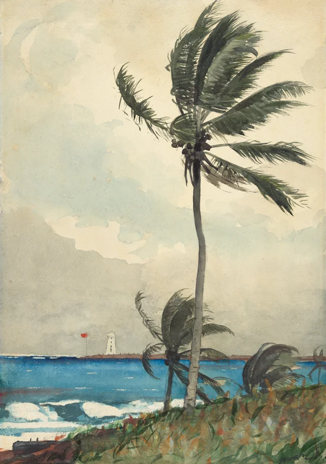 Palm Tree, Nassau, Winslow Homer