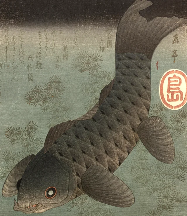 鯉と松