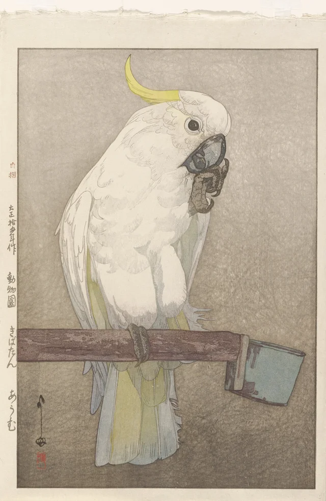 Sulphur-crested Cockatoo