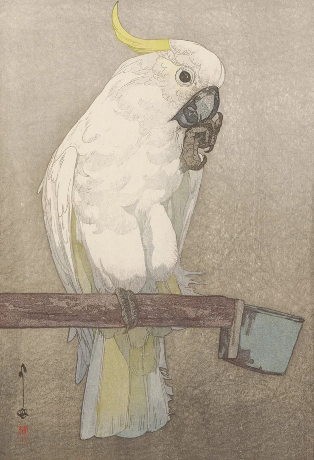 Sulphur-crested Cockatoo, Yoshida Hiroshi