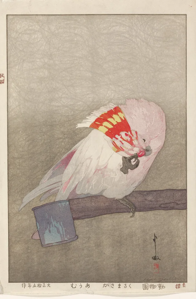 Major Mitchell's Cockatoo
