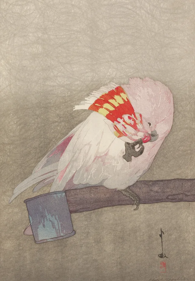 Major Mitchell's Cockatoo, Yoshida Hiroshi