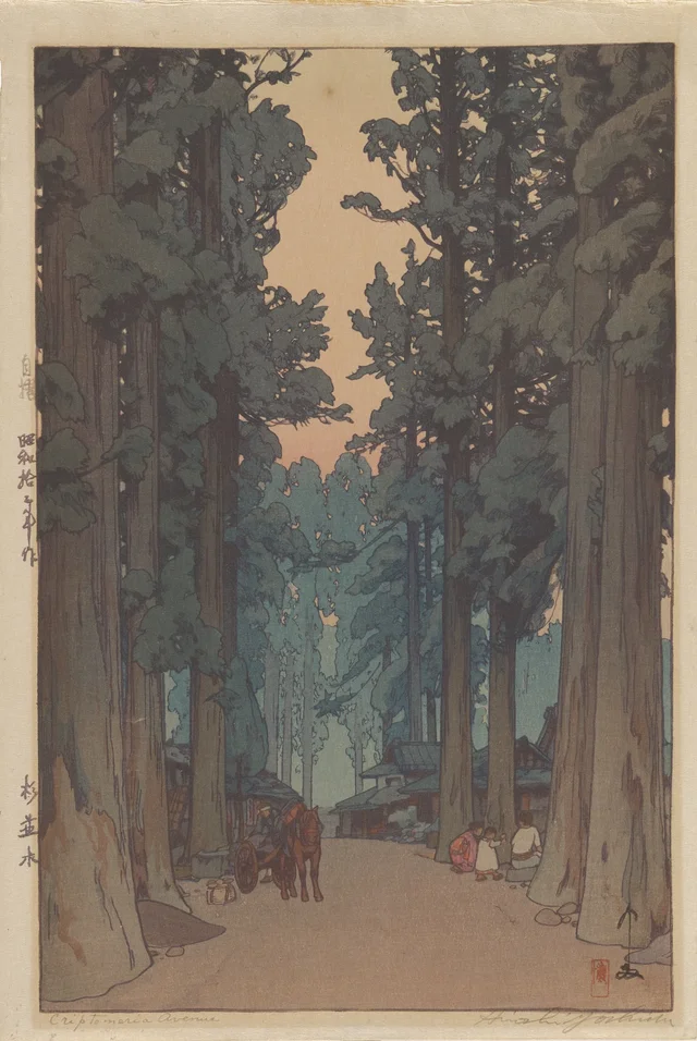 Cryptomeria Avenue